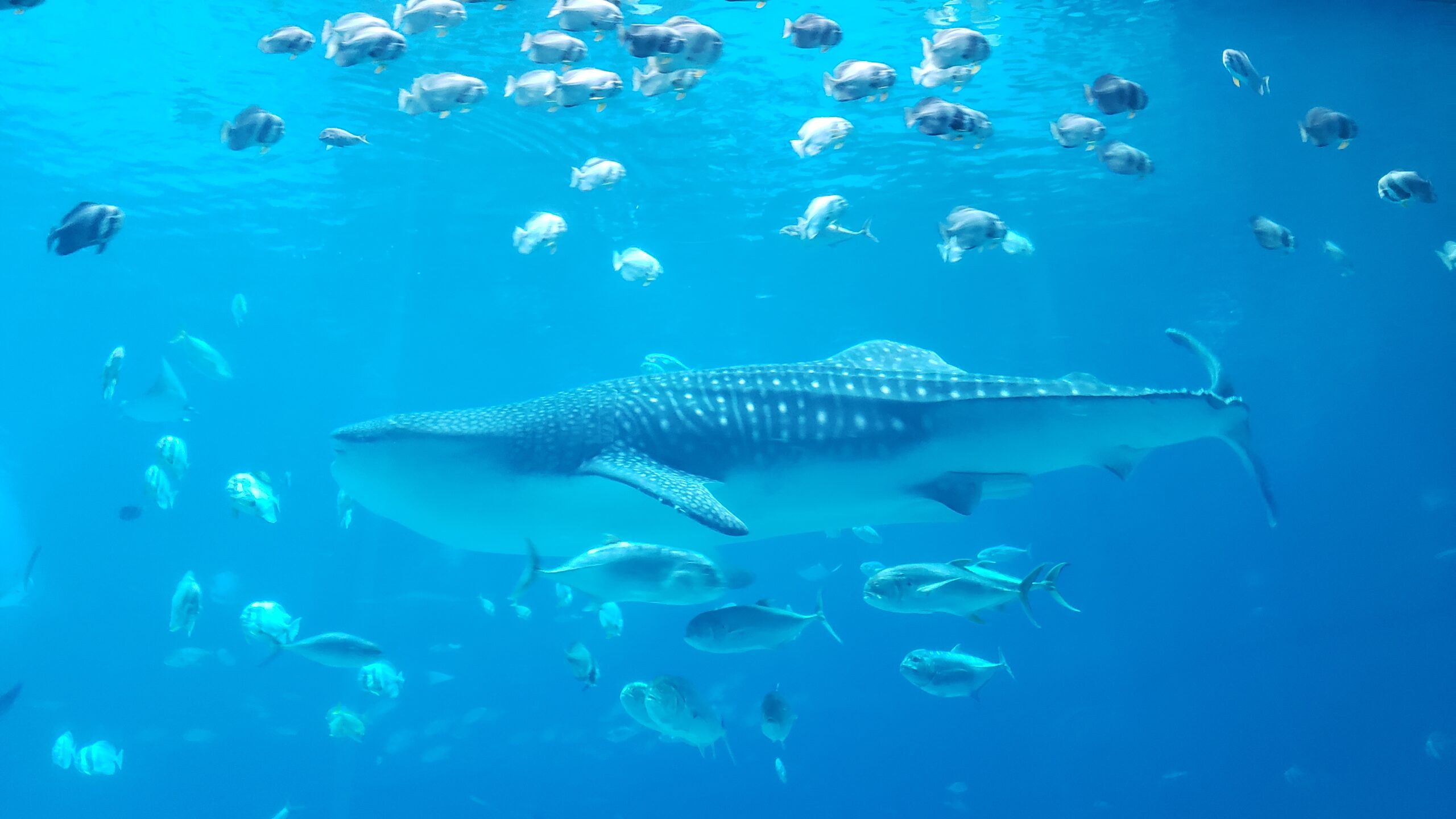 The Best Aquariums in the US Worth Planning a Trip Around